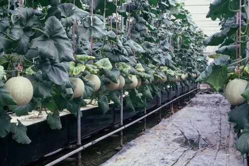 島城將建植物工廠 阿拉市民可享無土栽培無農藥無公害農產品與花卉