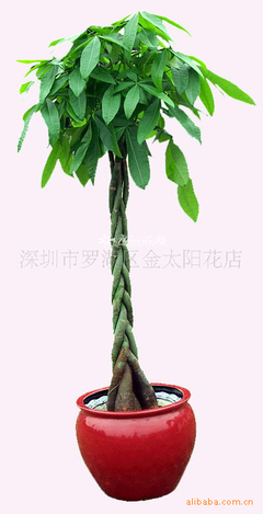 批發發財樹，寓意生意興隆 深圳市羅湖區金太陽花店專業供應